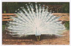 Peacock Bird Display Seville Peacock Farm St Petersburg Florida linen postcard