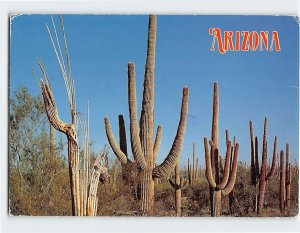 Postcard Saguaro Cacti, Arizona