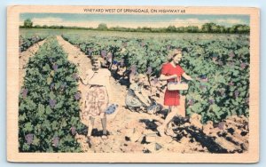 SPRINGDALE, AR Arkansas~ YOUNG WOMEN Picking GRAPES in VINEYARD c1940s Postcard
