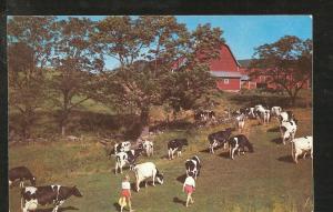 Cattle Cows Post Card PPC1208