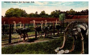 Arkansas Hot Springs  Ostrich Farm