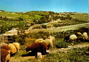 Israel Jerusalem Old City Basilica and Gardens Of Gethsemane