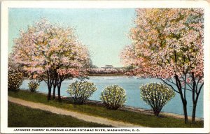 Japanese Cherry Blossoms Along Potomac River Washington Dc Vintage Postcard 