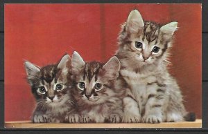 Three Little Kittens - [MX-526]