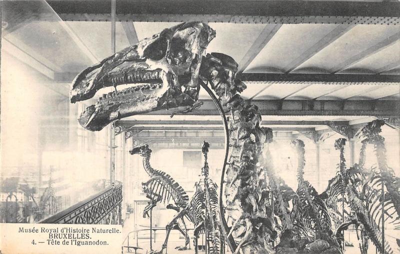 US2360 Belgium Bruxelles natural history museum dinosaurs Tdino Iguanodon rex