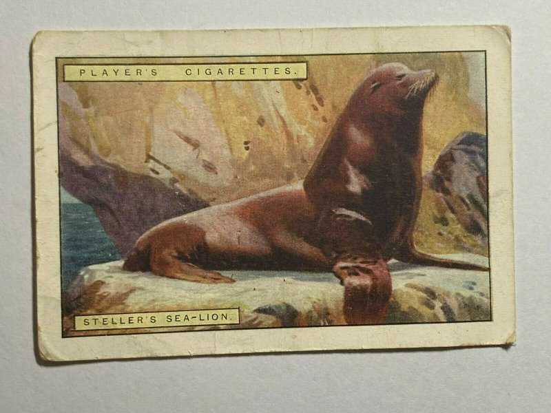 CIGARETTE CARD - PLAYERS NATURAL HISTORY #11 STELLAR SEA LION  (UU477)