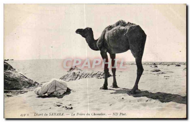 Old Postcard Morocco Sahara Desert The Prayer of Camel Camel Camel Driver