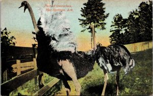 Postcard Arkansas Garland County Hot Springs Pair of Ostriches at Farm ~1910 V53