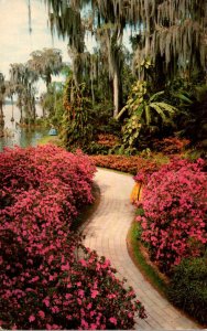 Florida Cypress Gardens Azalea Lined Path 1970