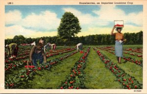 Picking Strawberries An Important Louisiana Crop Curteich
