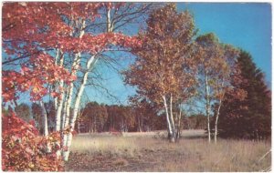 Birch Trees, Autumn, Golden Time Of Year In Michigan, Vintage Chrome Postcard