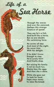 Vintage Postcard Tale Life Of A Sea Horse Made By Dexter Press West Nyack N.Y.