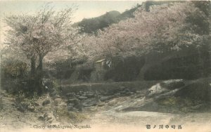 Japan hand colored Cherry of Nakagawa Nagaski 1908 Postcard 22-10094