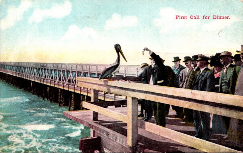 California Men Feeding Pelican First Call For Dinner