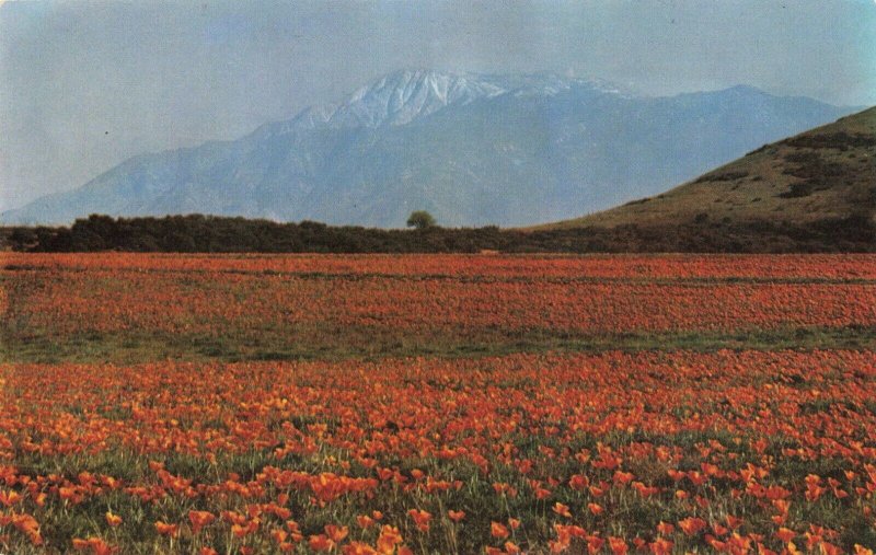 Postcard Poppies and Mt San Jacinto California