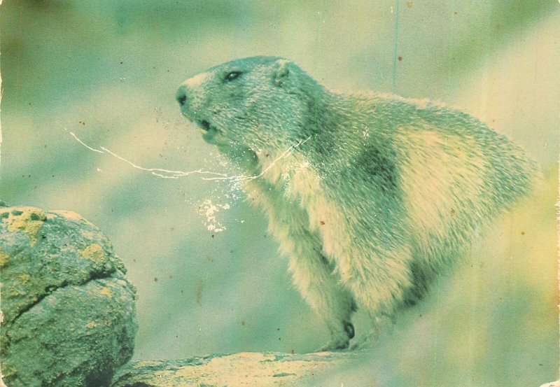 Postcard Animals images de chez nous la marmotte wild nature natural