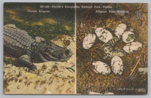 Animal~Alligator & Gator Eggs Hatching In Everglades Park~Vintage Postcard 
