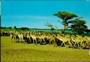 MIN2730 africa sudan dromadedaries caravan shendi camels 