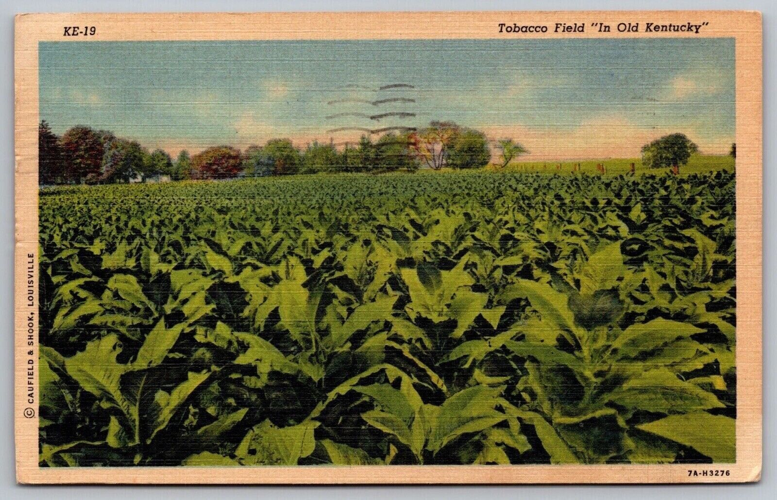 Tobacco Field Old Kentucky Farm Crops Cancel 1955 Franklin KY PM WOB