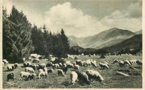 Romania Muntii Bucegi valea Ialomitei pastoral scenery sheep