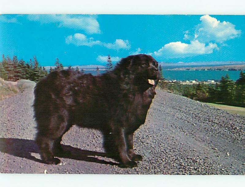 Dog Newfoundland Champion Harbour Kennels Harbour Grace Newfou  Postcard  # 8422