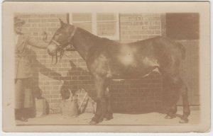 Vintage Horse Mule RPPC Real Photo Postcard Unused