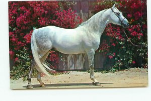 Buy Postcard Arabian Stallion Horses California