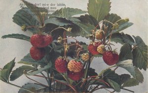 Fruits plants wild strawberry & raspberry vintage postcards Romania love poems 