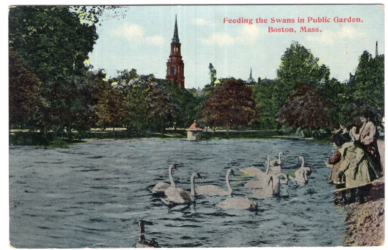 Boston, Mass, Feeding the Swans in Public Garden