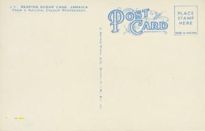 Reaping Sugar Cane Jamaica Unused Postcard D15