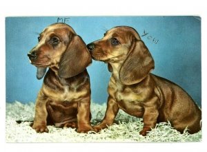 c1957 Lyon Squeaker Postcard France Rhodania Dog Dachshunds Brown Two Sound