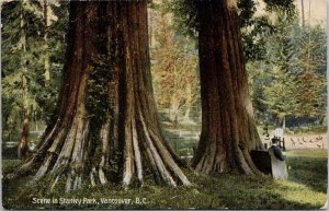 Vancouver BC Stanley Park Big Trees c1903 MacFarlane Postcard H28