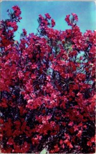 Red Oleander Roadside Beauty Coastal United States Cities DB Postcard