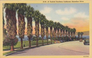 Palm Trees Along A Typical California Shoreline Curteich