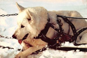 Alaskan Sled Dog 