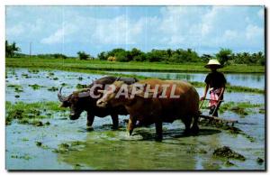 Postcard Modern Thailand Thailand Cultivation of the rice Rice