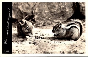 Oregon  Chipmunks We're Nuts About Oregon Real Photo