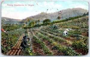 M-83533 Picking Strawberries in Oregon