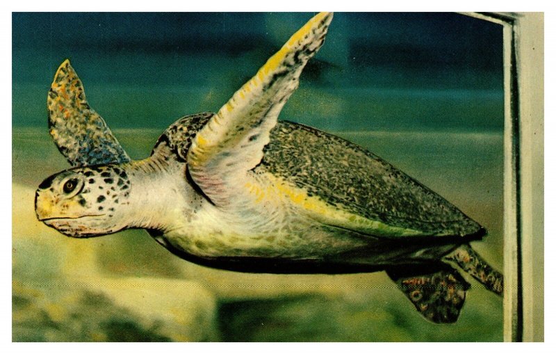 Postcard CA Palos Verdes Marineland Pacific Myrtle the green sea turtle
