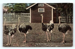 SEATTLE, WA Washington ~ OSTRICHES at WOODLAND PARK  c1910s  Postcard