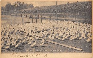 Laying Ducks, Duck Farm Ducks / Geese Allentown, Pennsylvania, USA 1905 writi...