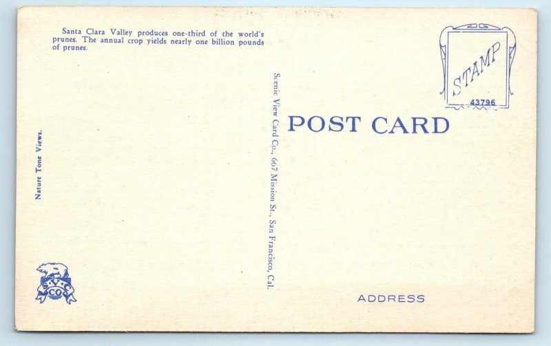 SANTA CLARA COUNTY, CA ~ POPPIES & BLOSSOMS Orchard Scene c1940s Postcard