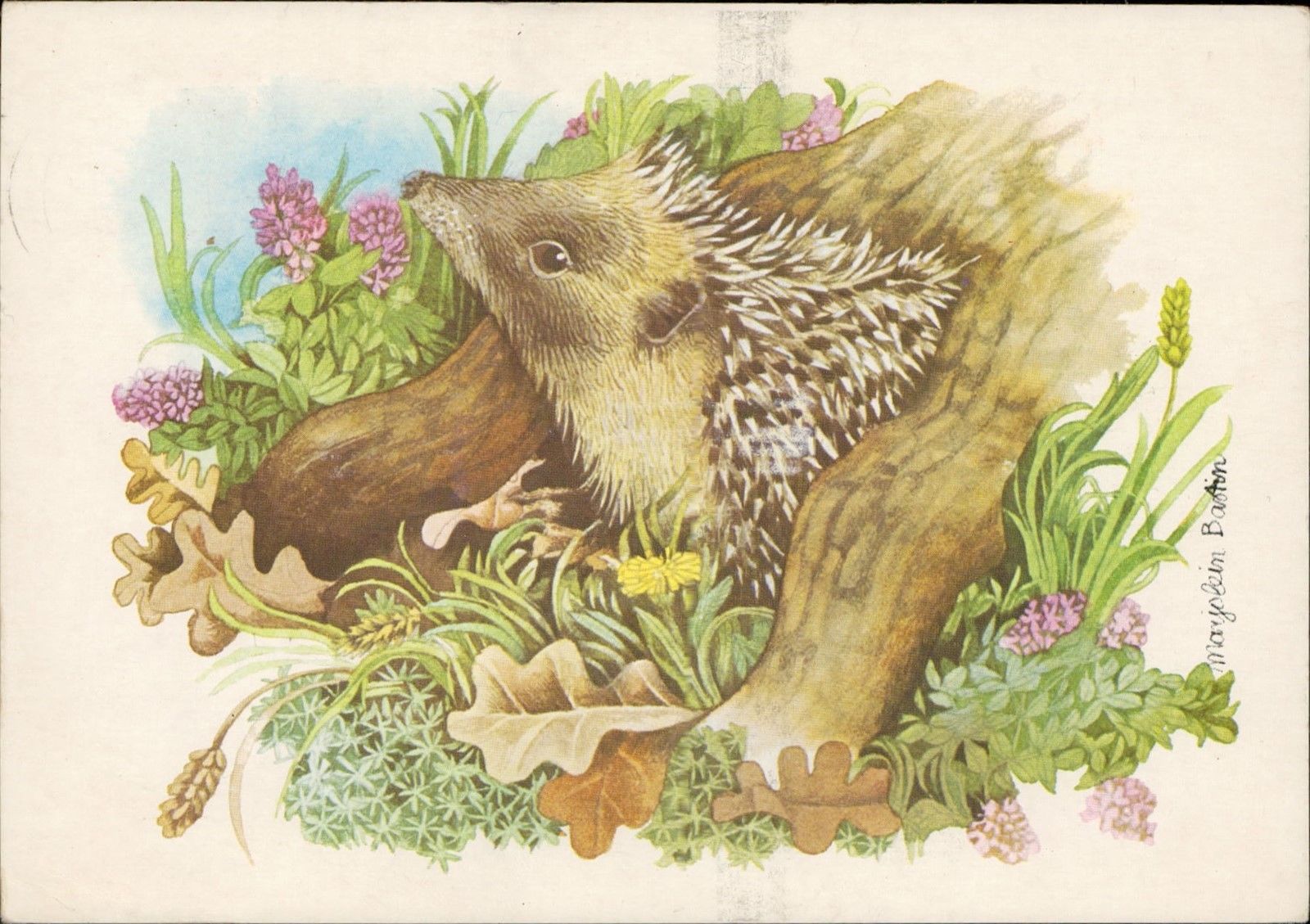 Hedgehog Igel Herisson Artist Signed Marjolein Bastin Illustration Hippostcard