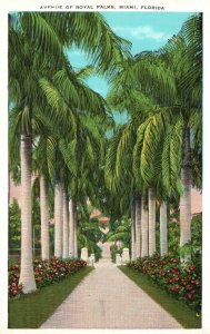 Vintage Postcard Avenue Of Royal Palms Subtropical Climate Gardens Miami Florida