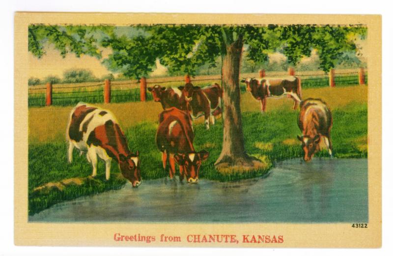 Greetings From Chanute, Kansas unused Linen Postcard,  Cows & Cattle