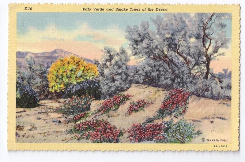 Palo Verde Smoke Trees California Desert 1941 Curteich Linen