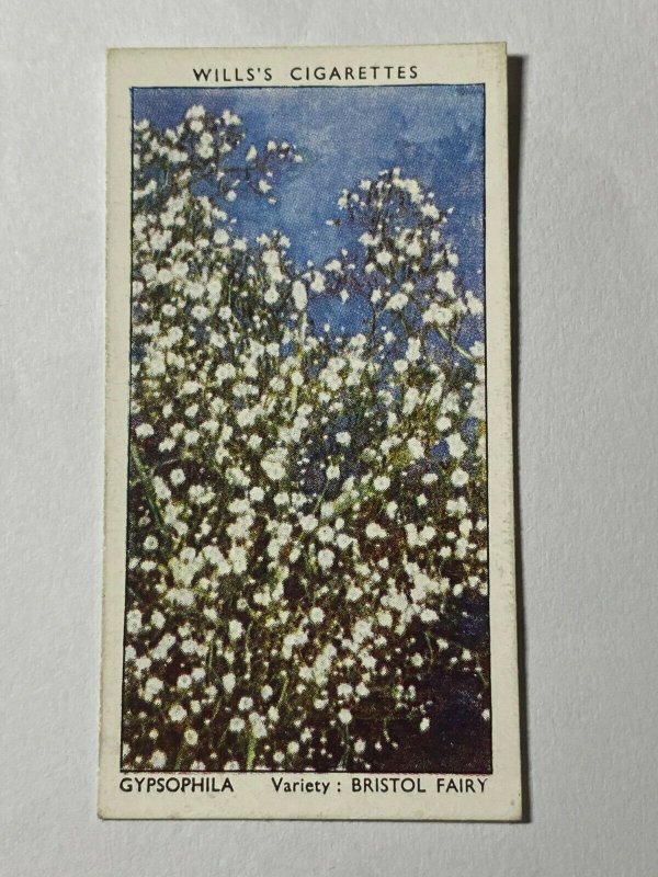 CIGARETTE CARD - WILLS GARDEN FLOWERS #23 GYPSOPHILA    (UU02)