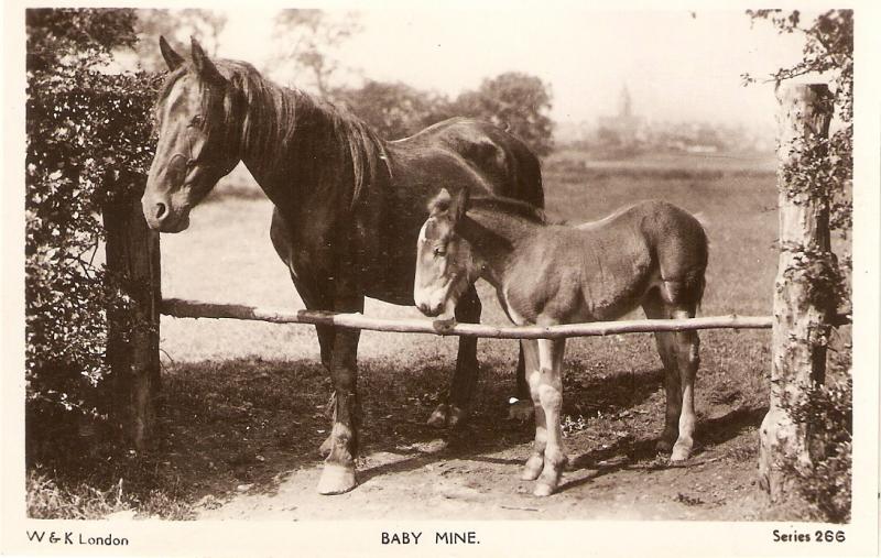 Horses. Mare and baby foal Nice antique English postcard