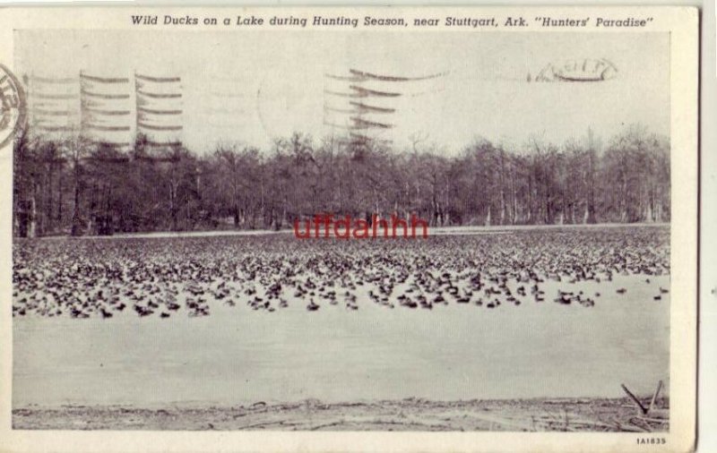 WILD DUCKS ON A LAKE, HUNTING SEASON NEAR STUTTGART, AR 1941 HUNTERS' PARADISE