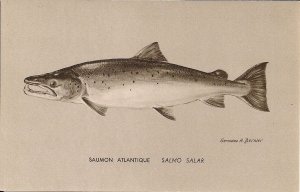 CANADA Atlantic Salmon, Quebec Biology Centre Aquarium, QC, 1960's Francais